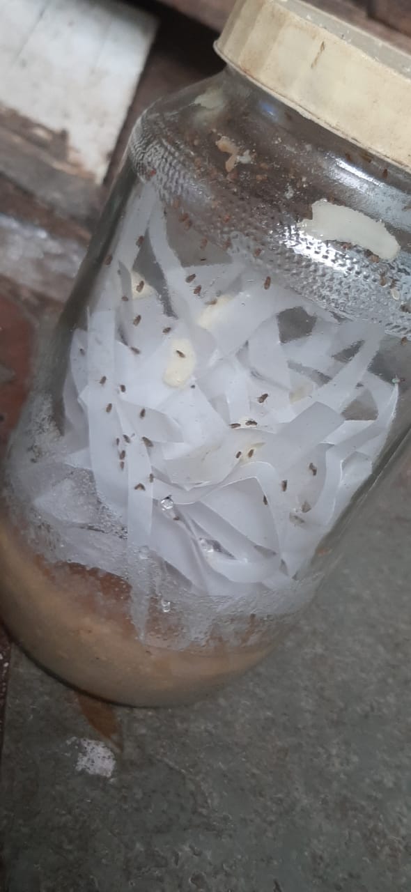 Fruitfly food menu has one more addition Kishore Bharati