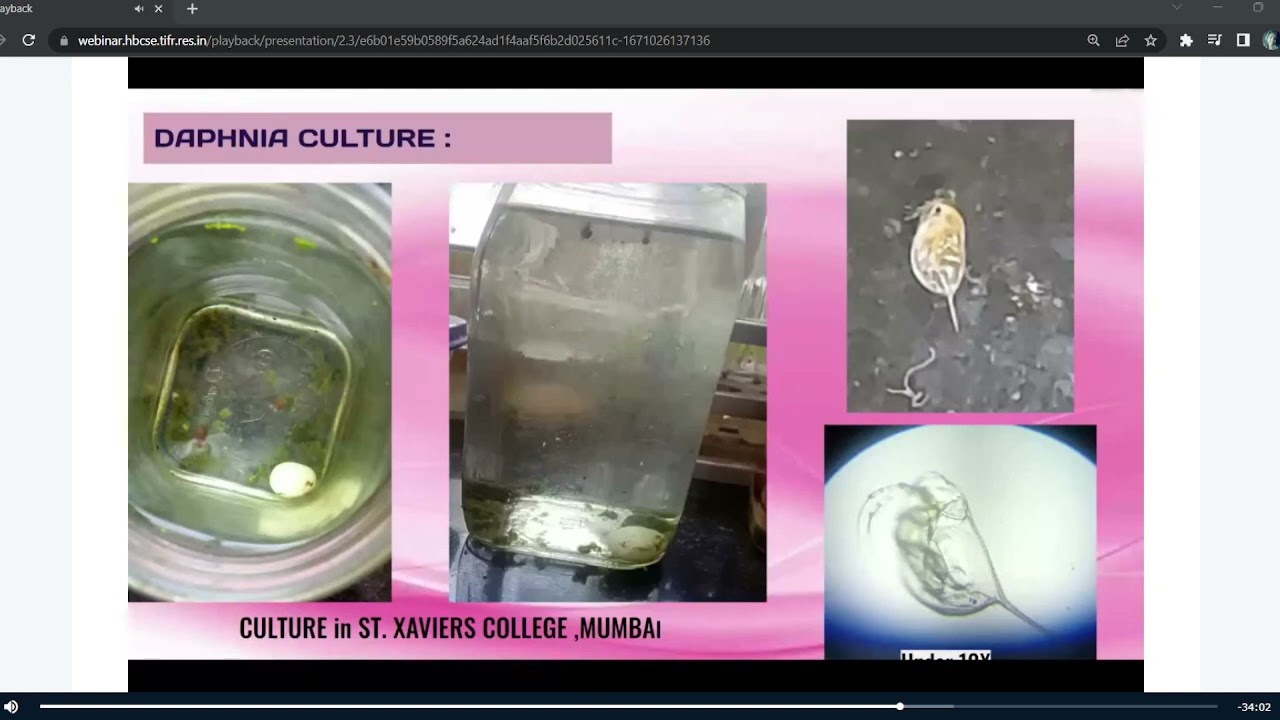 What are the crucial/key points Archita uses to differentiate Daphnia from Moina?