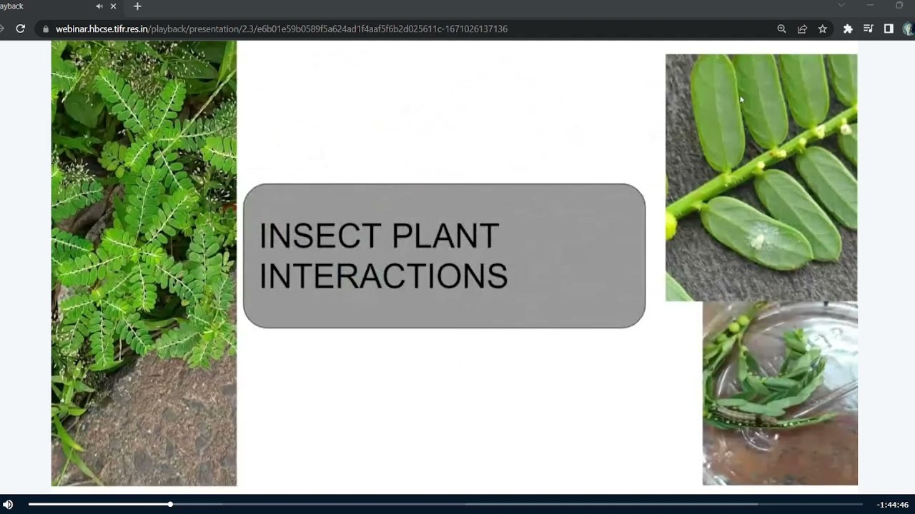 Experimental design by Sauraya and Lahari for studying phyllanthus sleep-wake cycle